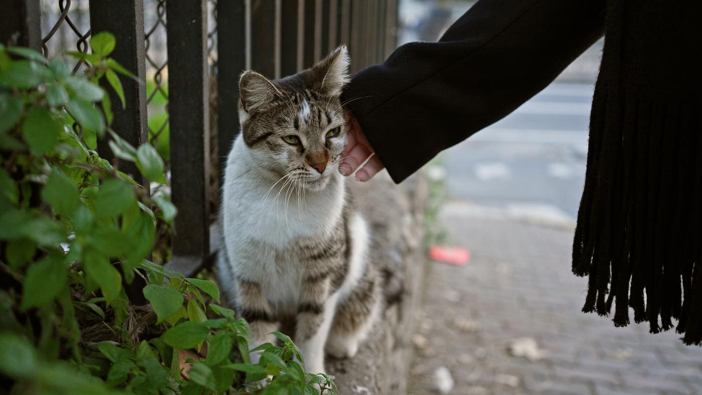 Frau streichelt am Straßenrand vorsichtig eine Katze