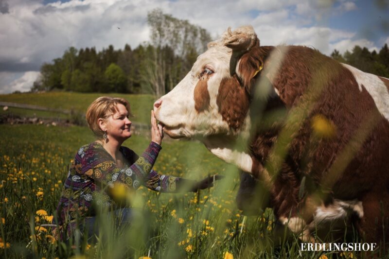 Erdlingshof: Frau streichelt Rind auf Löwenzahnwiese
