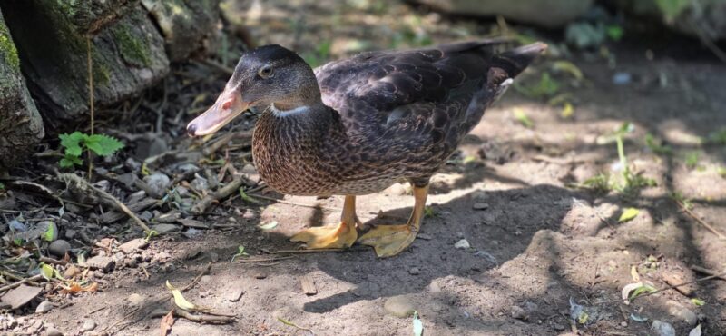 Gnadenhof Papillon: Ente auf dem Hofgelände im Sonnenlicht