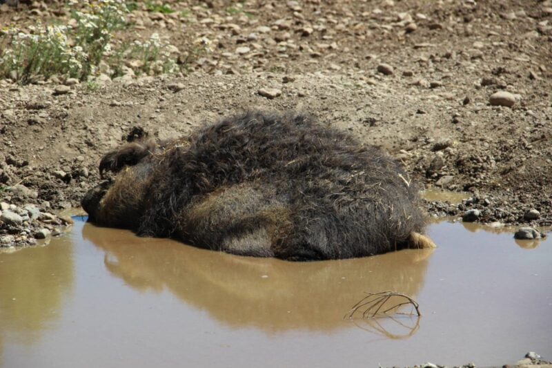 Gnadenhof Gut Streiflach: Wollschwein beim Suhlen