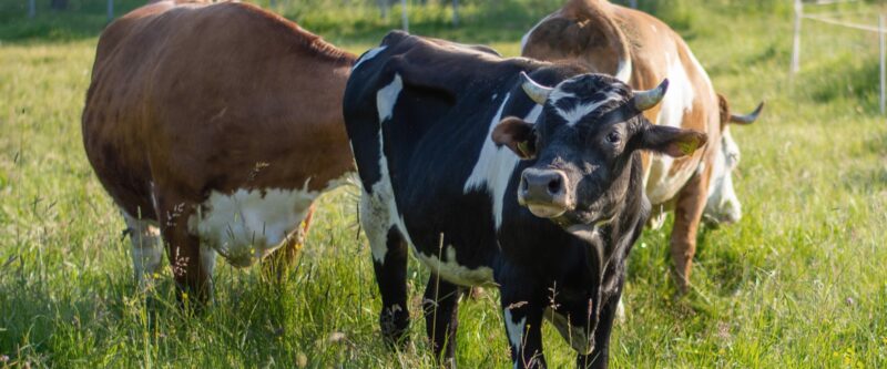 Initiative Lebenstiere: Rinderherde auf der Sommerweide