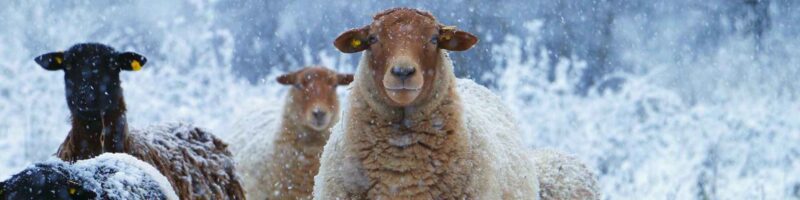 Land der Tiere: Schafherde im Schneetreiben