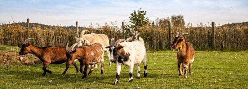 Lebenshof für Tiere Wietstock: Ziegenherde auf der Weide des Lebenshofs