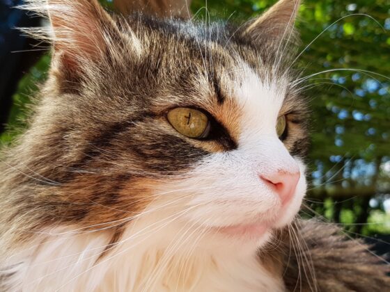 Lebenshof Gollachostheim: Katze des Hofs in Nahaufnahme