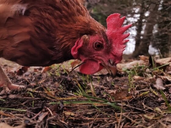 Lebenshof Kuhtopia: Huhn Cera beim Scharren