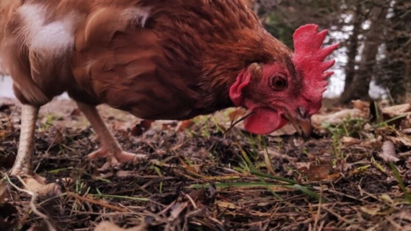 Lebenshof Kuhtopia: Huhn Cera beim Scharren