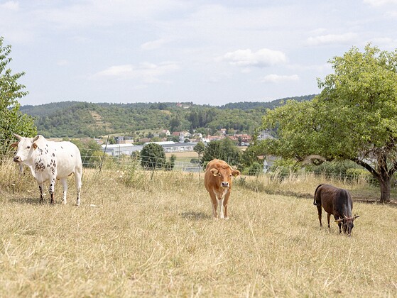 Lebenshof Tierlieben: Drei Rinder auf der Weide