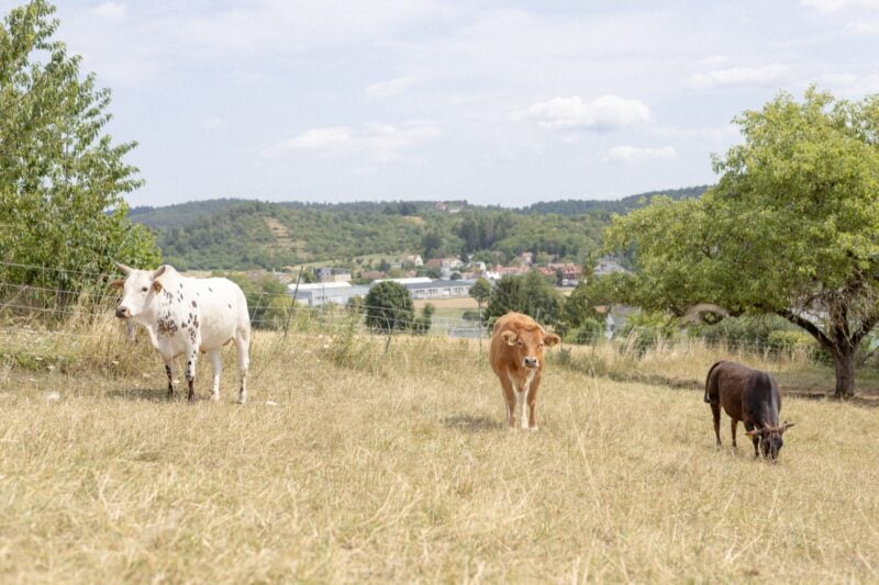 Lebenshof Tierlieben: Drei Rinder auf der Weide