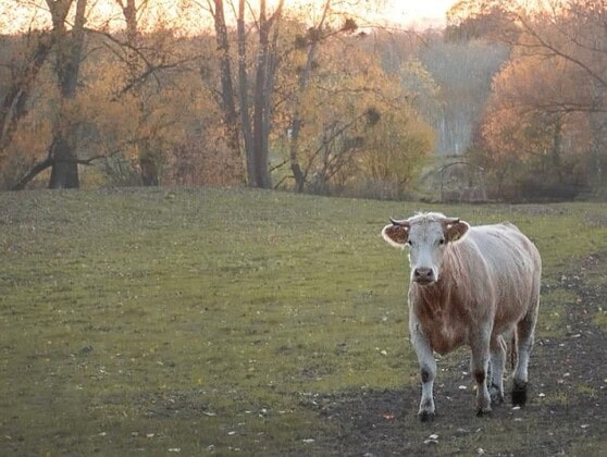 LebensMuht Hof: Kuh auf der Herbstweide des Hofs