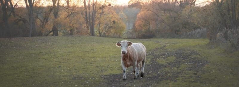 LebensMuht Hof: Kuh auf der Herbstweide des Hofs
