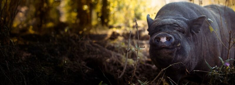 SchweineHund: Schwein im Herbstwald auf dem Hofgelände