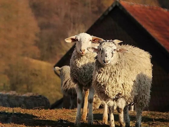 Tierschutzhof Heile Seele: Zwei Schafe vor der Scheune im Abendlicht
