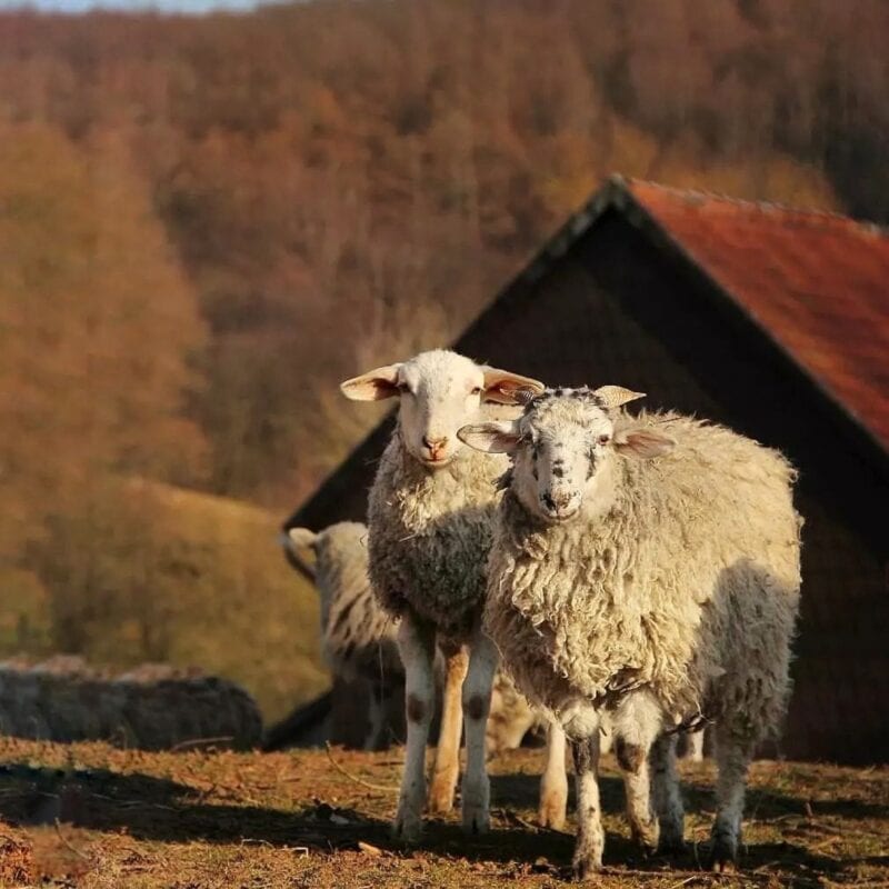 Tierschutzhof Heile Seele: Zwei Schafe vor der Scheune im Abendlicht