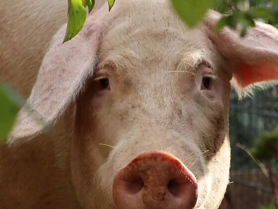 Vegan.Bullerbyn: Schwein in Nahaufnahme