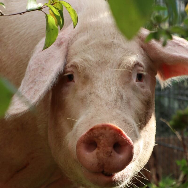 Vegan.Bullerbyn: Schwein in Nahaufnahme