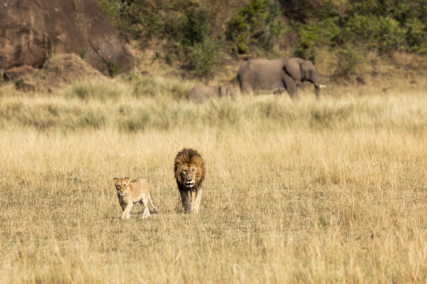Männlicher Löwe liegt neben einem Löwenjungen im Gras der Masai Mara