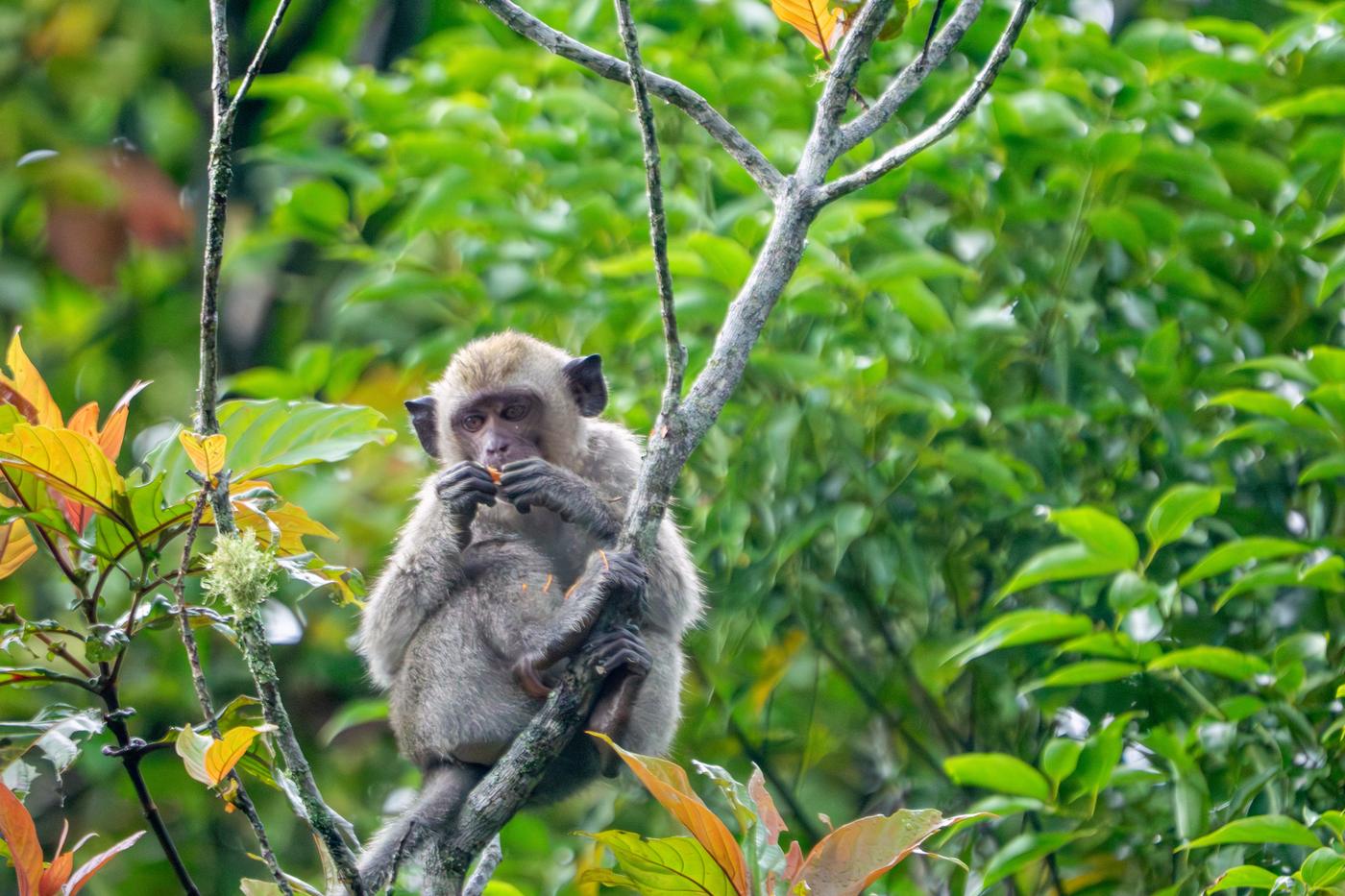 A long-tailed macaque sitting outdoors on a branch