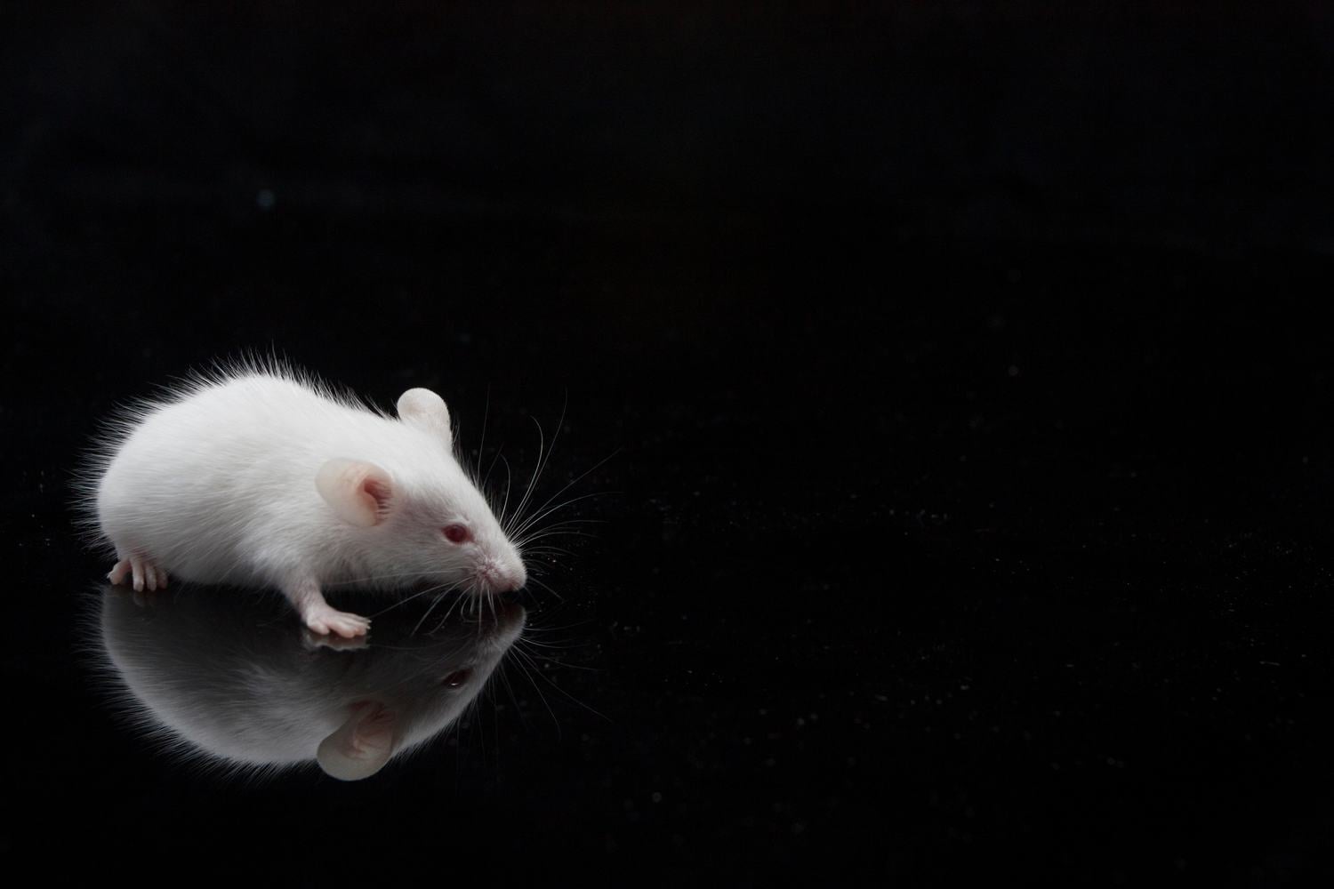 Portrait of a white laboratory mouse against a dark background