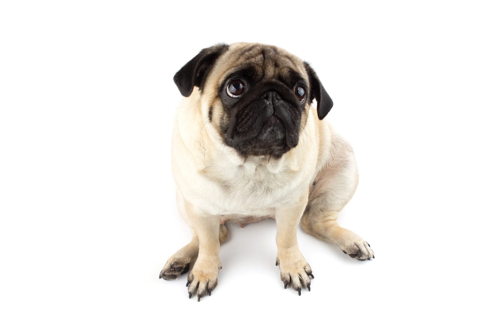 Mops schaut mit großen Augen direkt in die Kamera