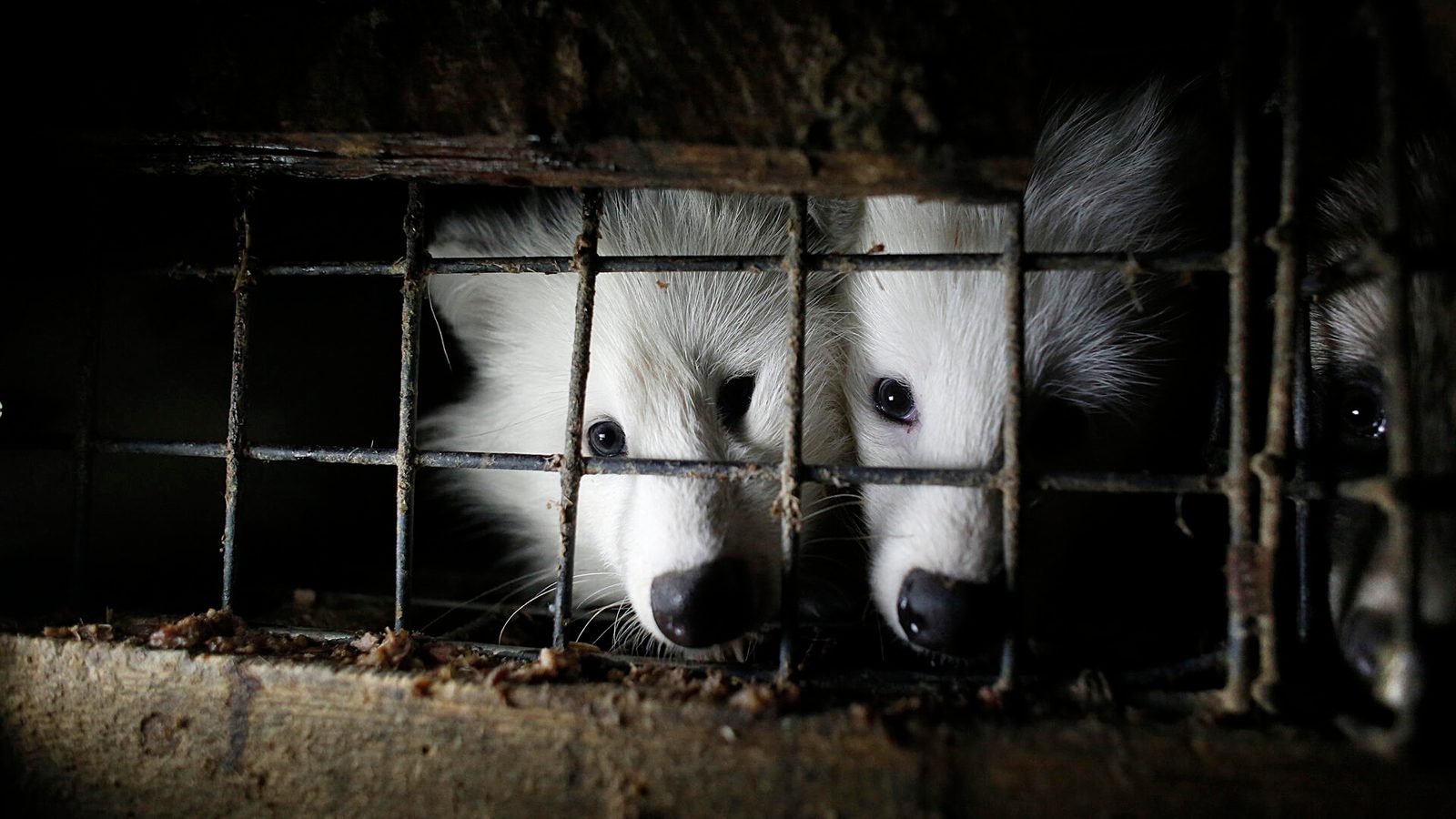Marderhunde blicken durch rostige Gitterstäbe eines Käfigs auf einer Pelzfarm