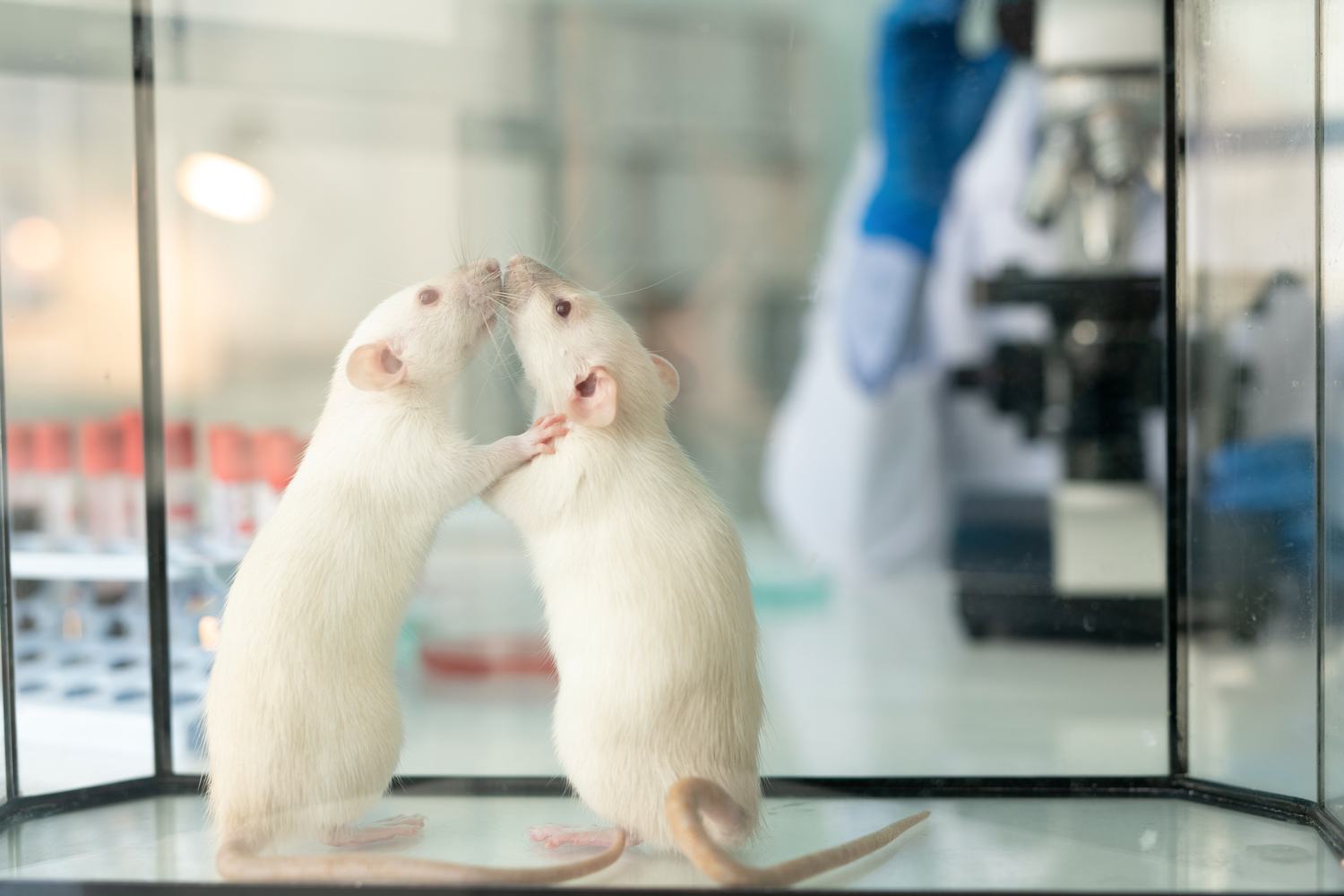 Two white laboratory rats in a glass enclosure on a lab bench