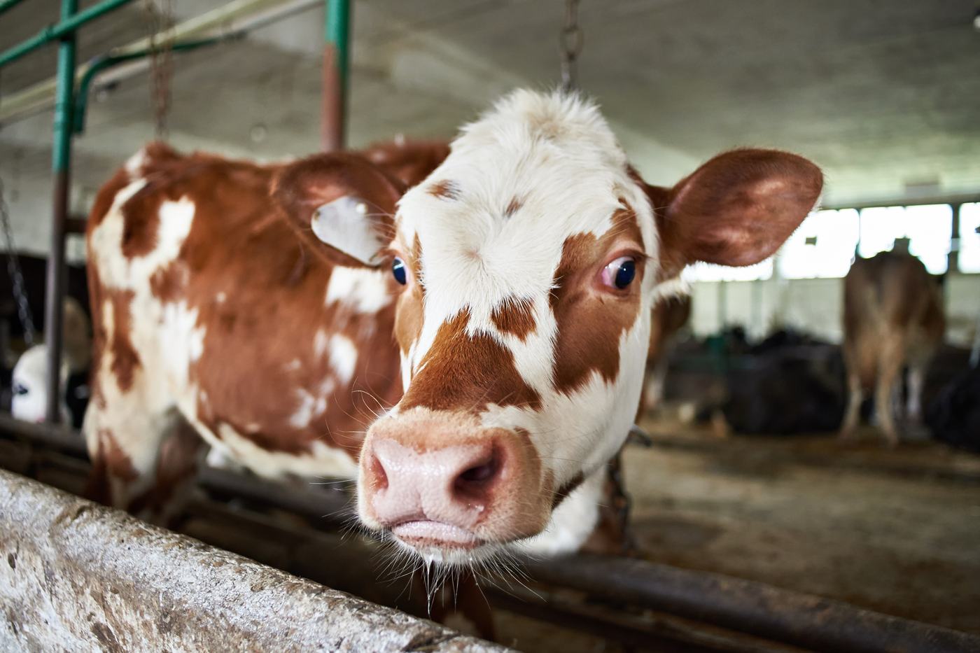 Braun-weißes Rind schaut im Stall direkt in die Kamera