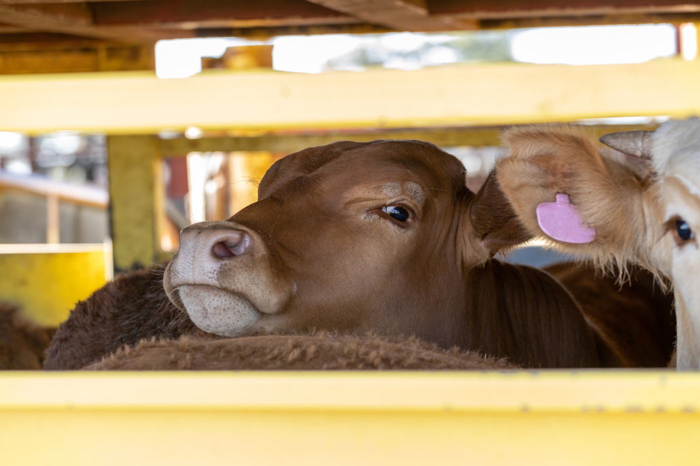 Rind schaut aus einem Tiertransporter durch die Gitterstäbe nach draußen