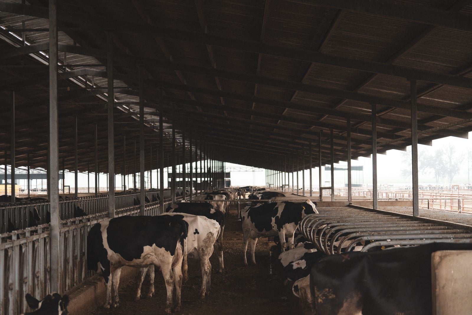 Dairy cows standing in a long intensive farming barn