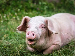 Schwein blickt aufmerksam in die Kamera, im Hintergrund eine Weide