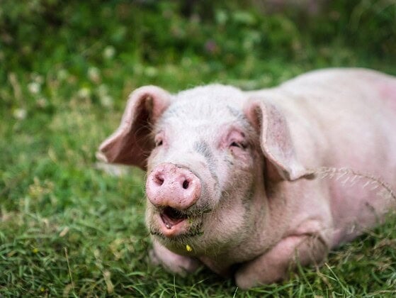 Schwein blickt aufmerksam in die Kamera, im Hintergrund eine Weide