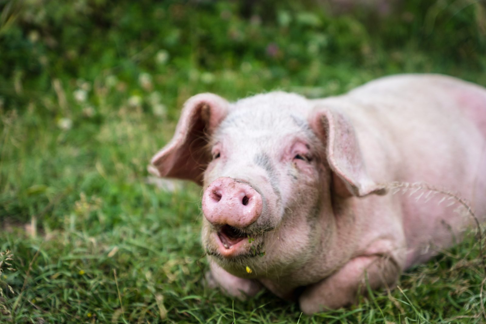 Schwein blickt aufmerksam in die Kamera, im Hintergrund eine Weide