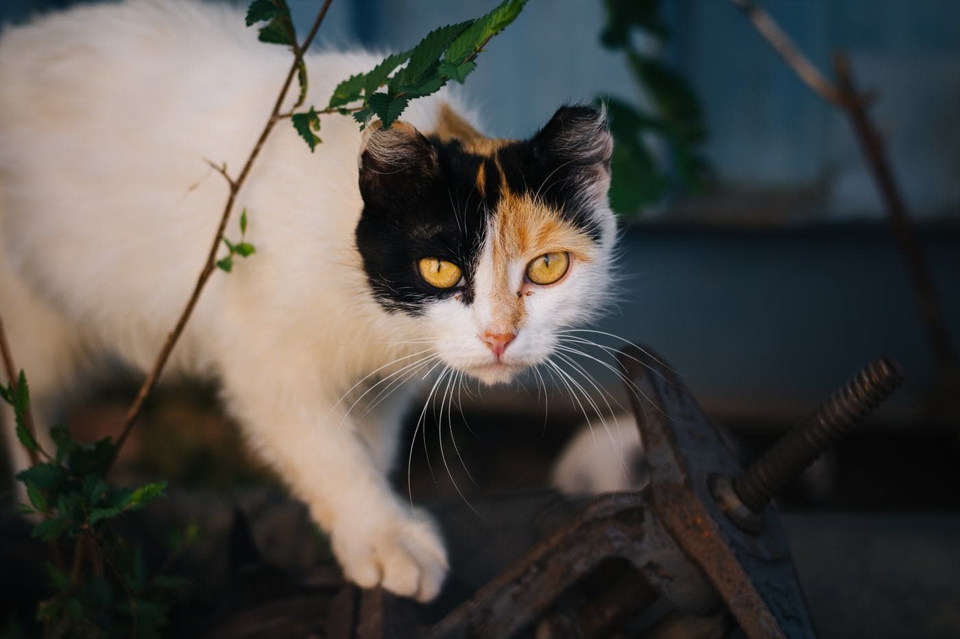 Dreifarbige Straßenkatze mit gelben Augen zwischen Gestrüpp und altem Metall