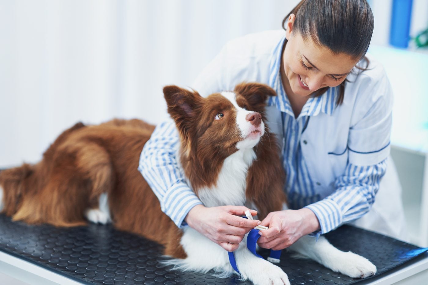 Tierärztin untersucht einen braunen Border Collie in der Praxis