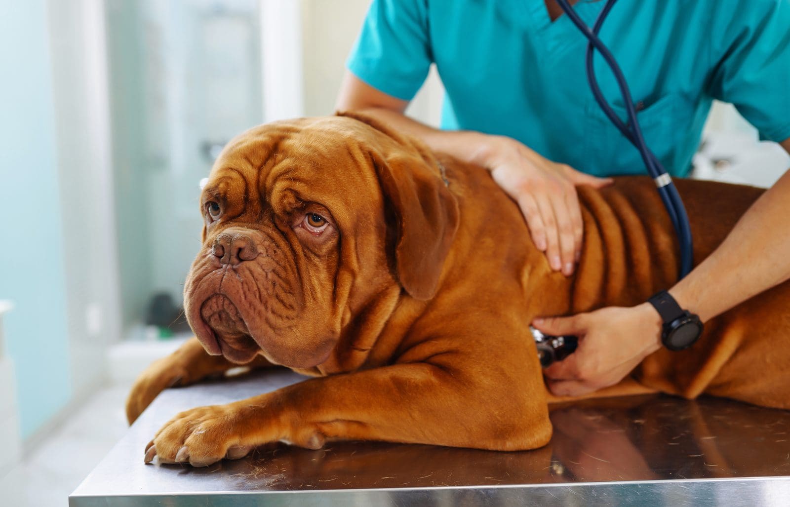 Tierarzt untersucht einen Hund auf dem Behandlungstisch einer Tierarztpraxis