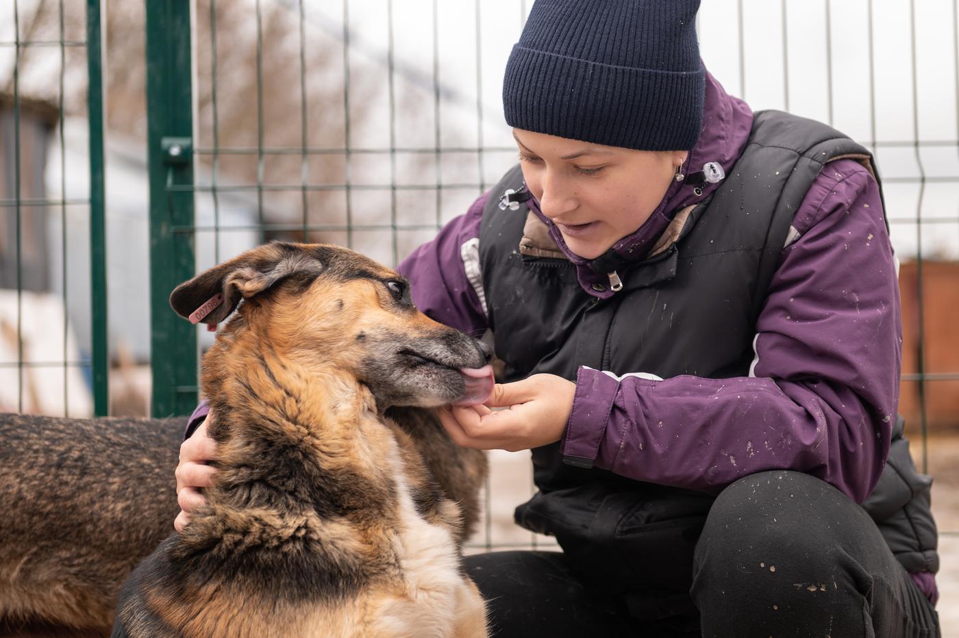 Junge Frau versorgt als Freiwillige Hunde in einem Tierheim