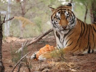Tiger liegt entspannt auf Naturboden im Außengehege des AAP-Rettungszentrums