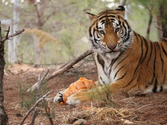 Tiger liegt entspannt auf Naturboden im Außengehege des AAP-Rettungszentrums