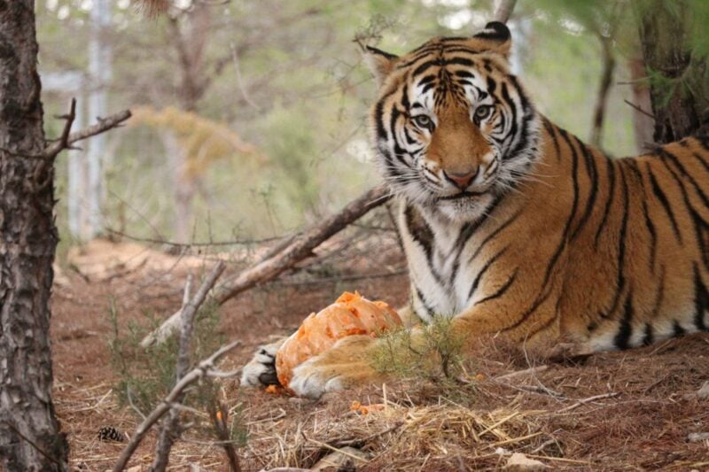 Tiger liegt entspannt auf Naturboden im Außengehege des AAP-Rettungszentrums