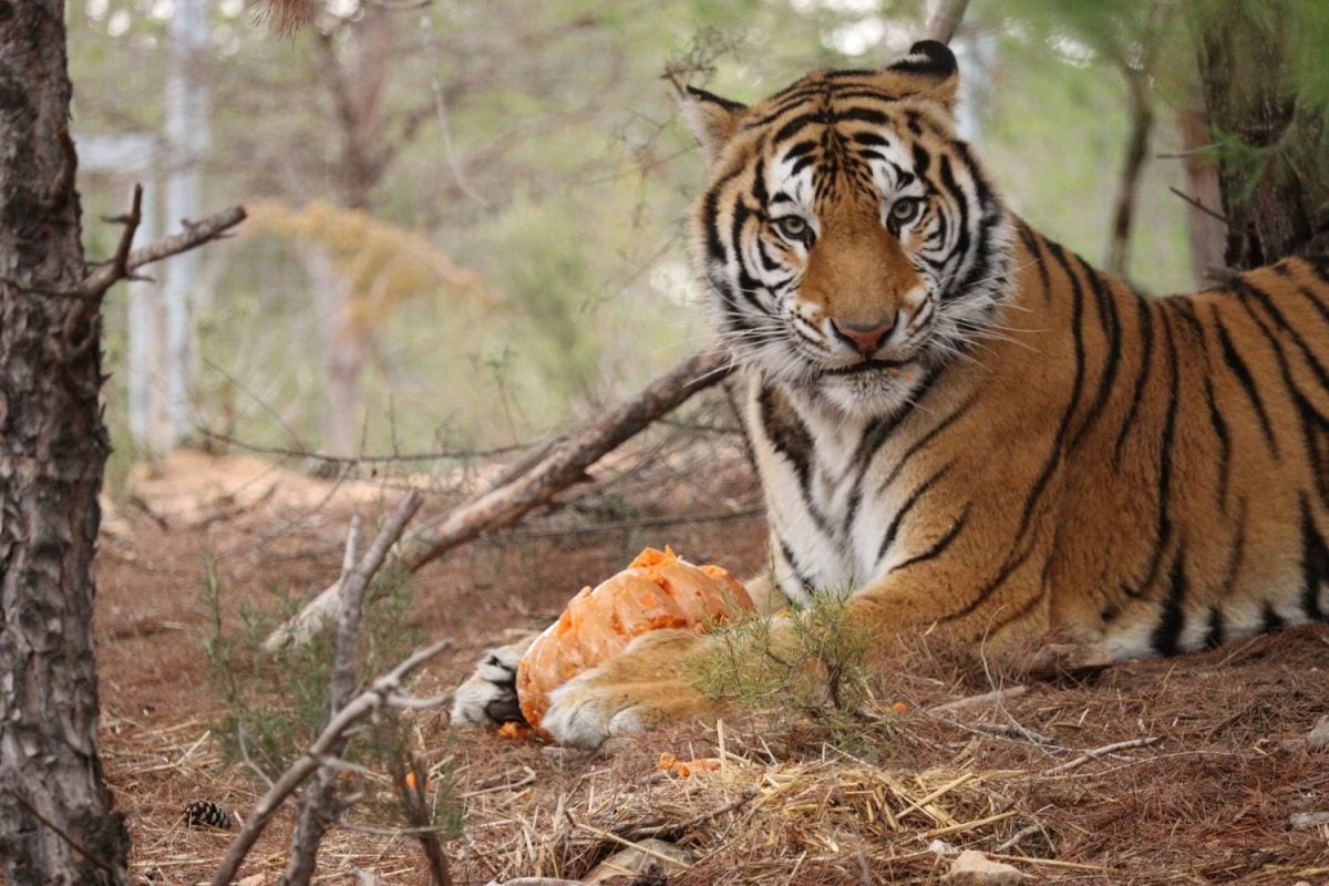 Tiger liegt entspannt auf Naturboden im Außengehege des AAP-Rettungszentrums