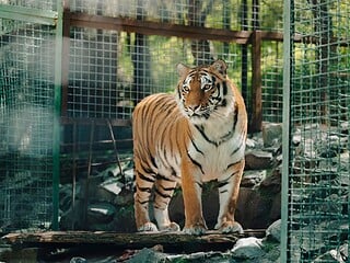 Tiger steht in einem Drahtgehege und blickt in die Kamera