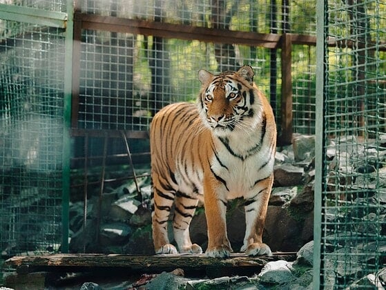 Tiger steht in einem Drahtgehege und blickt in die Kamera