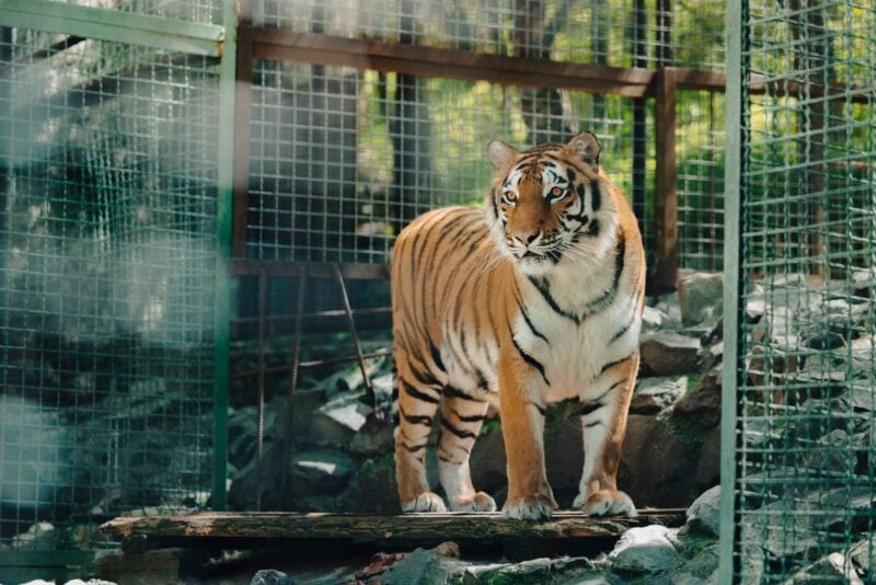 Tiger steht in einem Drahtgehege und blickt in die Kamera