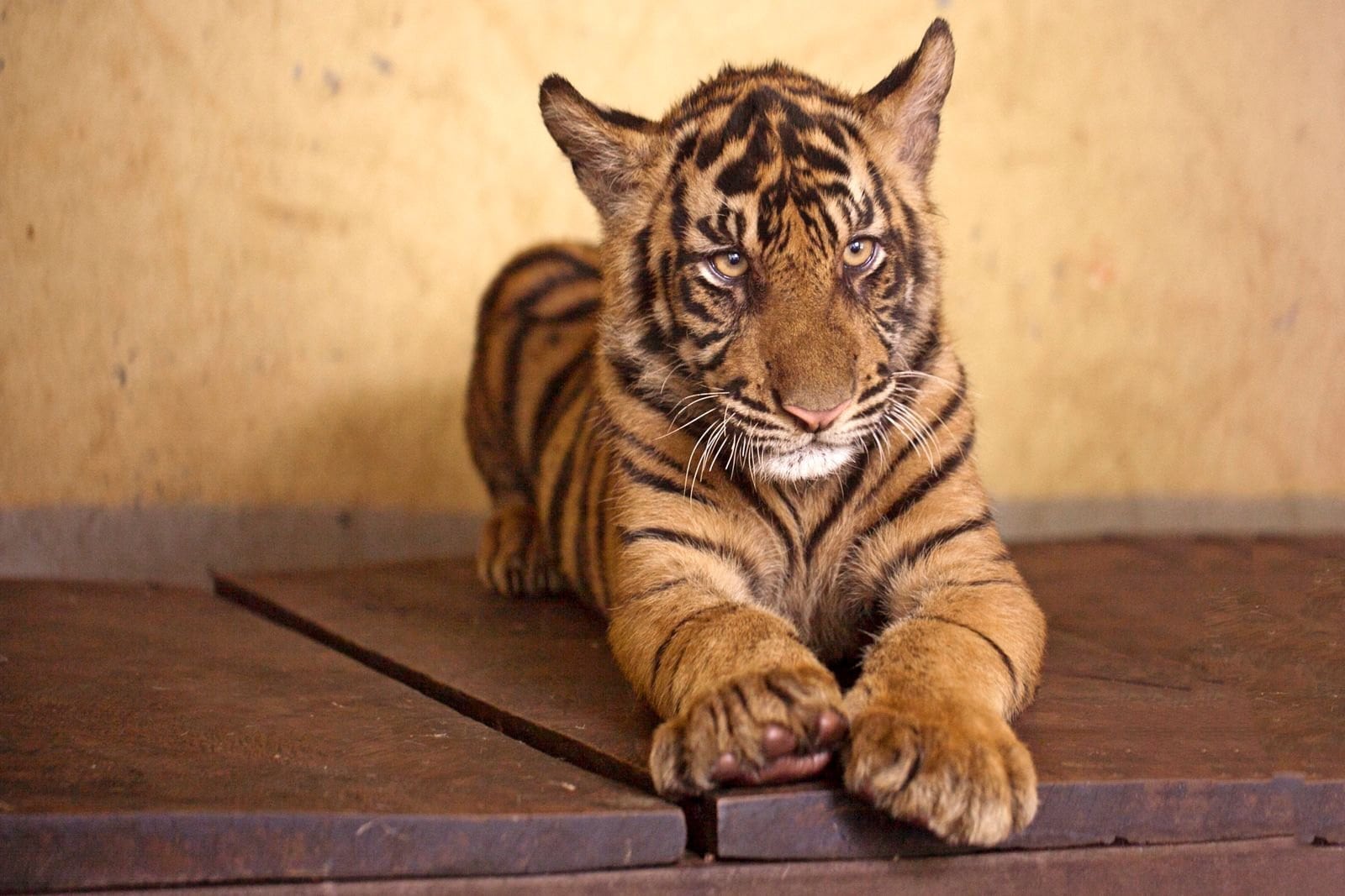 Junger Tiger liegt auf einem nackten Holzboden vor einer kahlen Wand