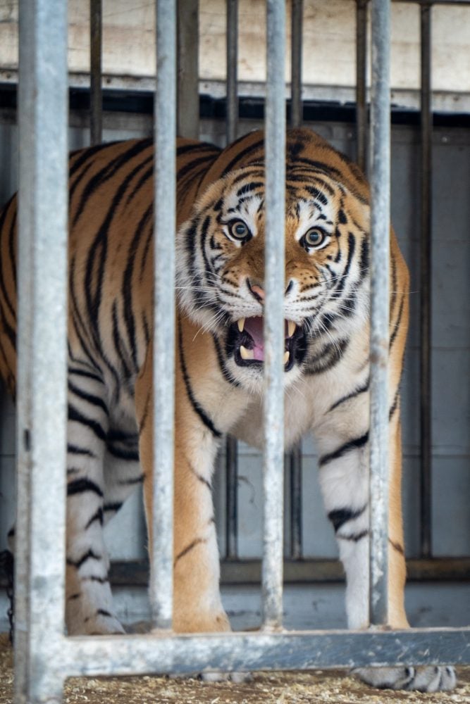 Tiger faucht hinter Metallgittern in einer privaten Anlage