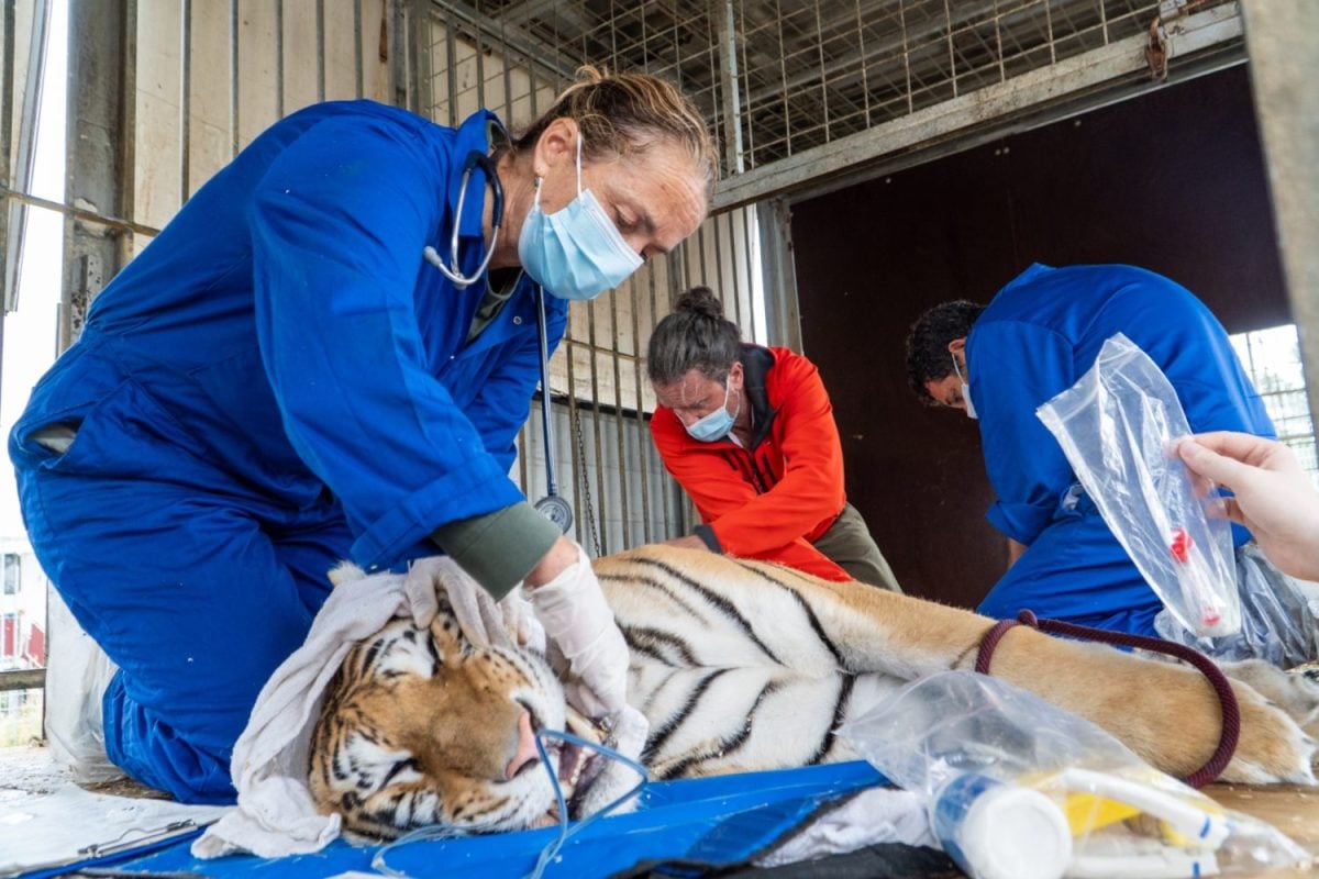 Tierärztin untersucht einen narkotisierten Tiger vor dem Transport