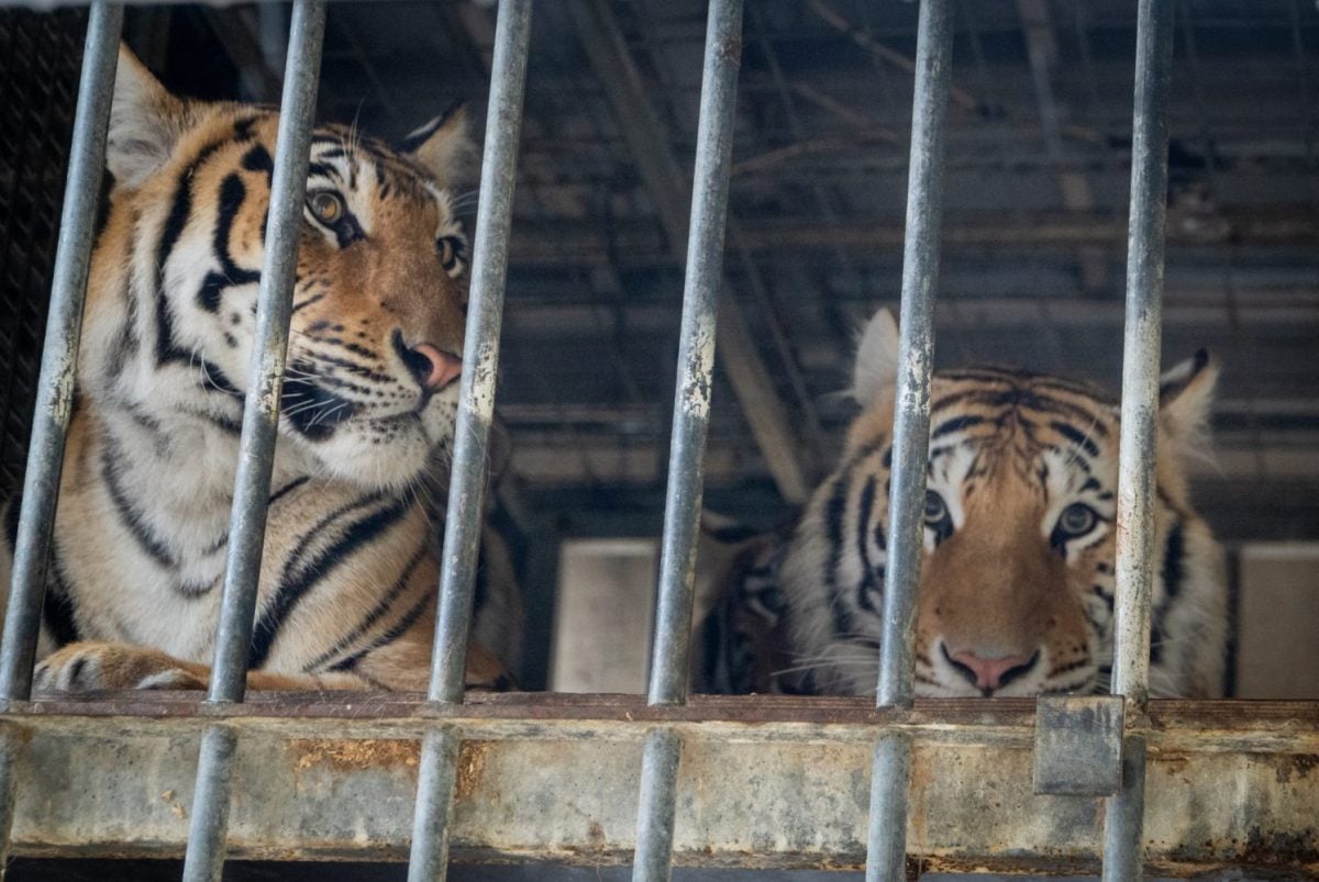 Zwei Tiger blicken hinter rostigen Gitterstäben hervor