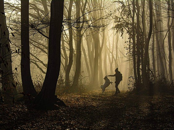 Frau geht mit ihrem Hund an der Leine durch einen sonnigen Wald