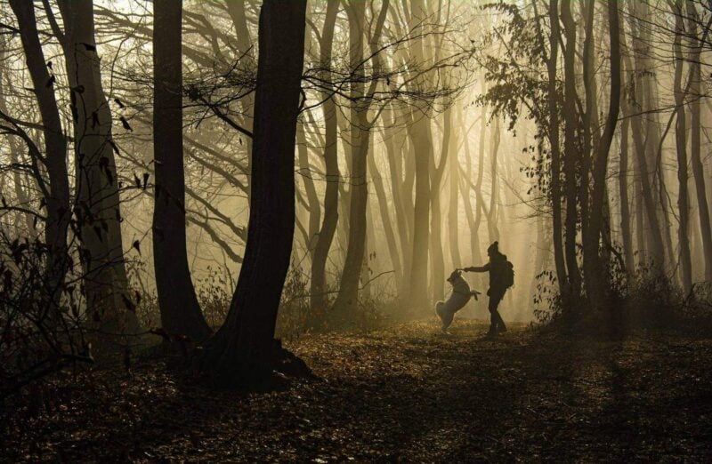 Frau geht mit ihrem Hund an der Leine durch einen sonnigen Wald