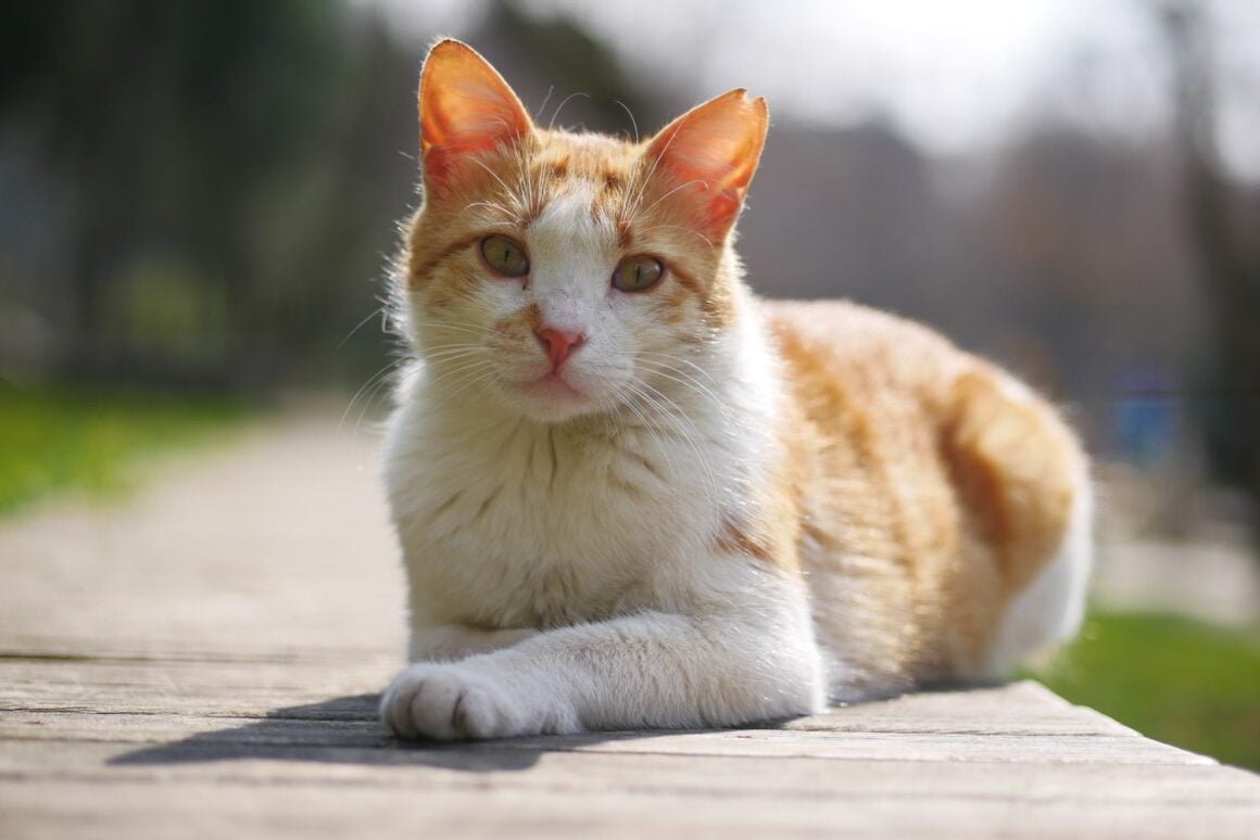 Rot getigerte Katze sitzt aufmerksam im Freien und blickt zur Seite