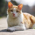 Kater getötet, vier Freisprüche: Ein Urteil, das fassungslos macht Rot getigerte Katze sitzt aufmerksam im Freien und blickt zur Seite